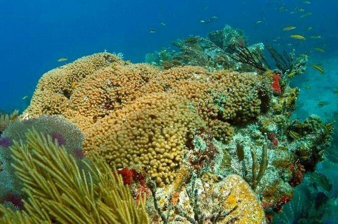 Catalina Island Scuba Diving and Snorkeling Tour from Punta Cana - Final Thoughts: Is This Tour Right for You?