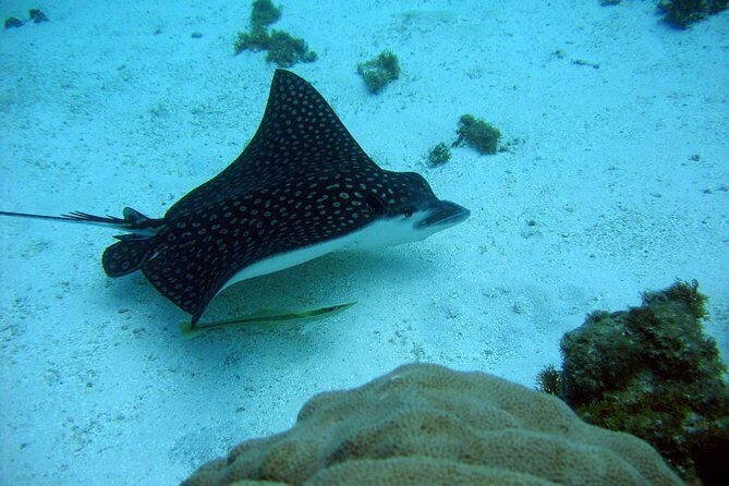 Catalina Island - Snorkeling tour on a luxury catamaran - Time to Unwind on the Beach