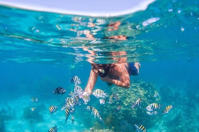 Catalina Island & Snorkling Tour Full Day All Inclusive - An In-Depth Look at the Tour Experience