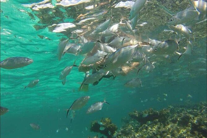 Catamaran and Snorkeling Party with Drink Included in Punta Cana - Practical Tips for Booking and Enjoying
