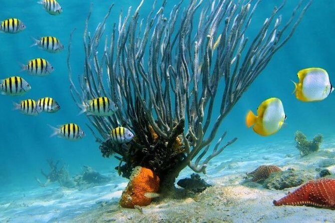 Catamaran Catalina Island Day Trip with Lunch - Authentic Experiences and Traveler Insights