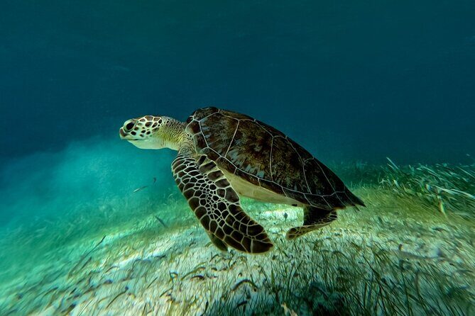 Catamaran Cruise in Riviera Maya With Snorkeling & Beach Club - Final Thoughts