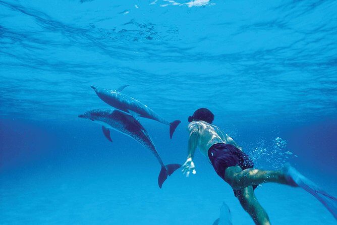 Catamaran Cruise to Ile Aux Bénitiers: Dolphin watch, Crystal Rock & Transfer - What’s the Real Value?