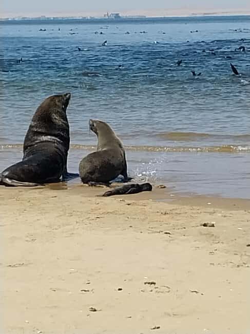 Catamaran Dolphin Cruise and Sandwich Harbour Tour - Sandwich Harbour: Nature’s Quiet Marvel