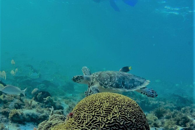 Catamaran Group Sightseeing, Snorkeling Tour Isla Mujeres - The Sum Up