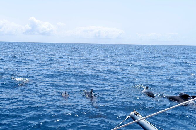 Catamaran Half Day - Beautiful day on the Atlantic Ocean - Authentic Experiences and Guest Insights
