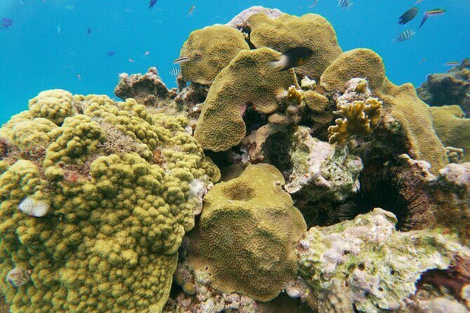Catamaran Party Cruise with Snorkeling & BBQ - Why This Tour Is Worth Your Time