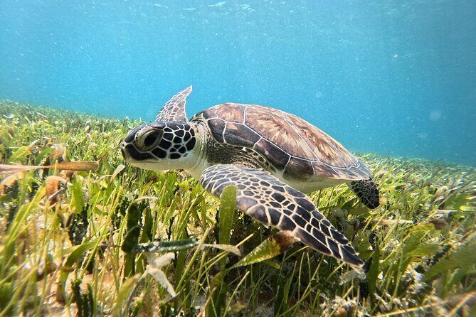 Catamaran Sailing to Isla Mujeres From Cancun - What Makes This Tour Stand Out?