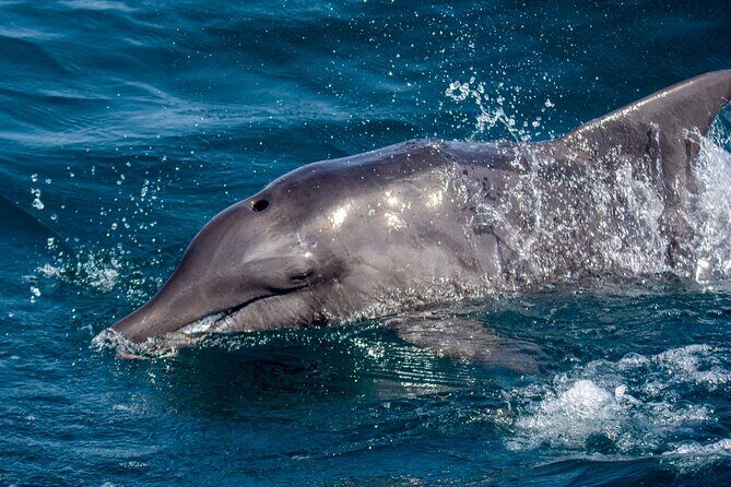 Catamaran Sailing Tour or Whale Watching at Boa Vista - Practical Details