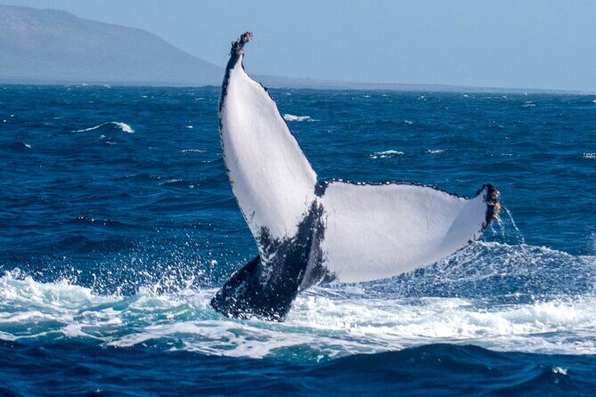 Catamaran Sailing Tour or Whale Watching at Boa Vista - Authentic Traveler Experiences
