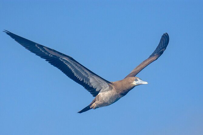 Catamaran Sailing Tour or Whale Watching at Boa Vista - The Sum Up