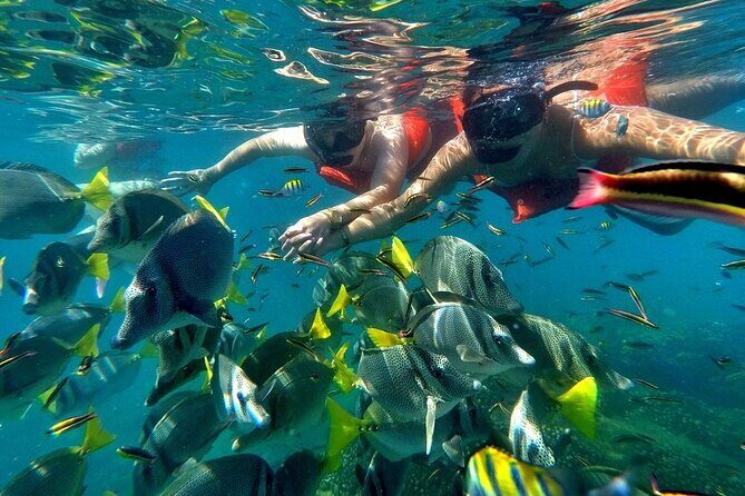 Catamaran Snorkel at Los Cabos! Gorgeous Snorkel & Party + Round Transportation - Why You Should Consider This Tour