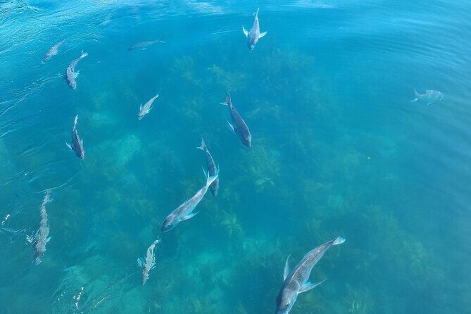 Cathedral Cove 2 Hour Guided Tour Explore Marine Wonders - The Sum Up