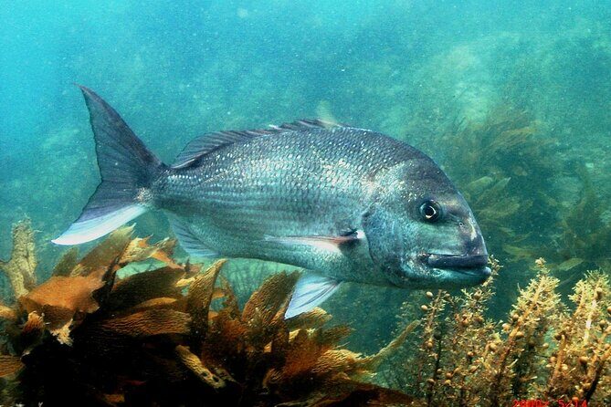 Cathedral Cove Dive & Snorkel- Marine Reserve specialised trips - Reviews Real Talk