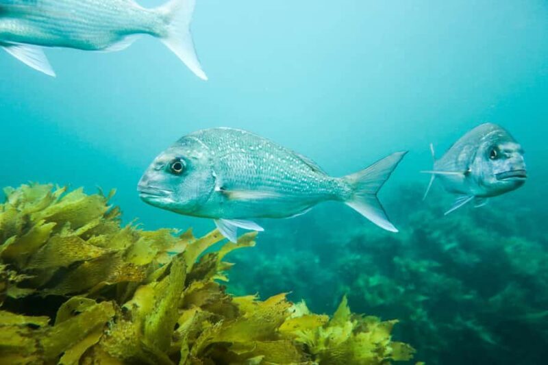 Cathedral Cove Marine Reserve: Snorkeling Boat Trip - Who Will Love This Tour?