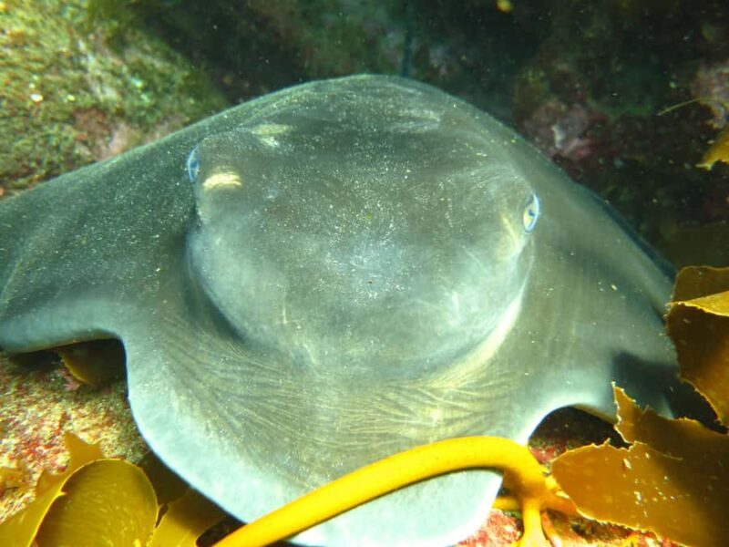 Cathedral Cove Marine Reserve: Snorkeling Boat Trip - Final Thoughts: Is This Tour Worth It?