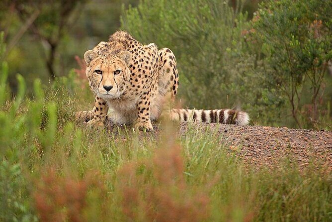 Cats in Conservation - Key Points