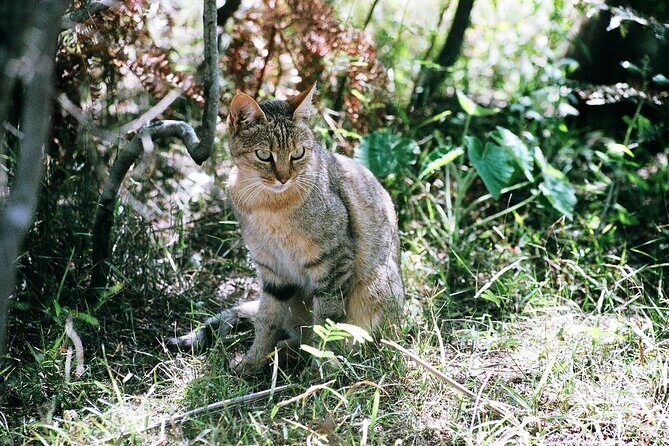 Cats in Conservation - Frequently Asked Questions