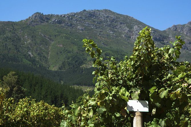 Cavas Freixenet Wine Tour from Mexico City - The Value and Who Will Love It