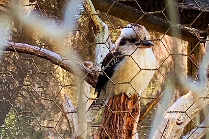 Caversham Wildlife and Swan Valley Private Tour - FAQ