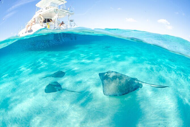 Cayman Adventure: Starfish Point, Stingray City and Coral Gardens - What You Can Expect From the Experience