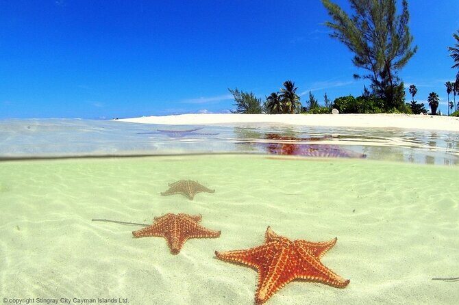 Cayman Adventure: Starfish Point, Stingray City and Coral Gardens - The Sum Up