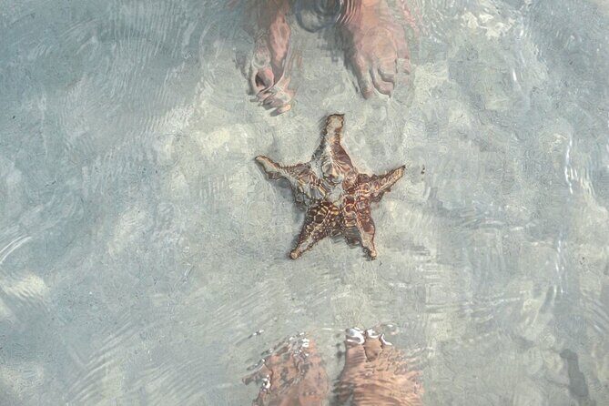 Cayman Ultimate Tour: Stingrays, Starfish Point and Crystal Caves - What the Tour Offers: A Detailed Look