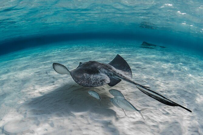 Cayman Ultimate Tour: Stingrays, Starfish Point and Crystal Caves - The Sum Up