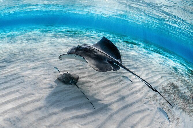 Cayman Ultimate Tour: Stingrays, Starfish Point and Crystal Caves - FAQ