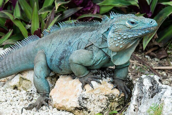 CaymanVisitor Hide & Seek GeoTour Self-Drive Tour - What You Can Expect from the Tour