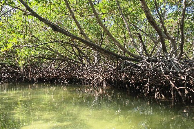 Cayo Arena, Paradise Island Tour - Food and Drinks