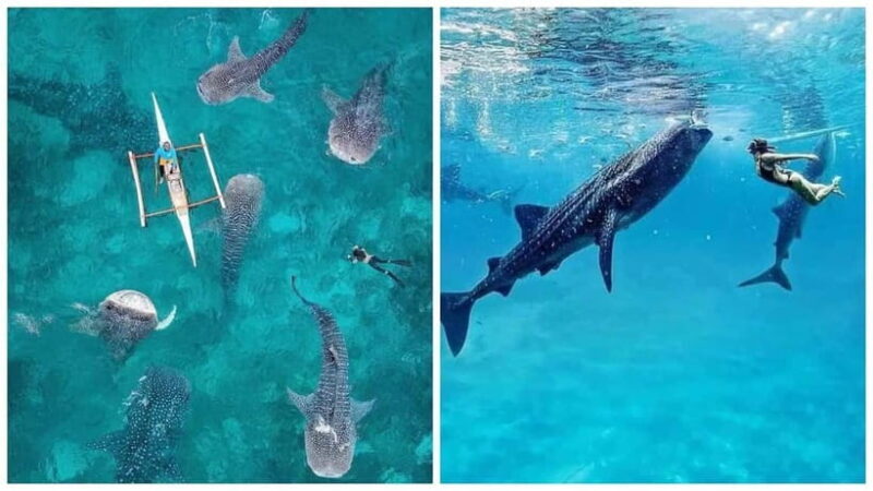 Cebu: 4 Days and 3 Nights Cebu Tour Package - Exploring Cebu in Four Days