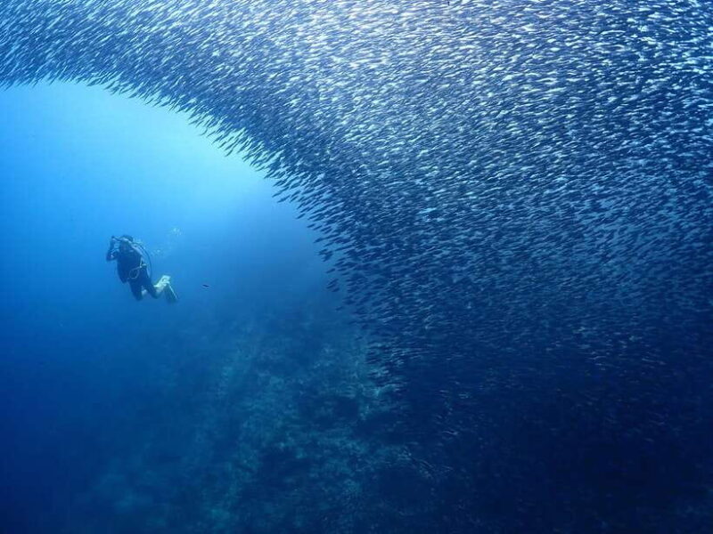 Cebu: Beach Scuba Diving Experience - Who Will Love This Experience?