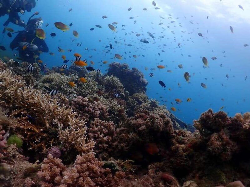 Cebu: Beach Scuba Diving Experience - Authentic Tips Based on Reviews