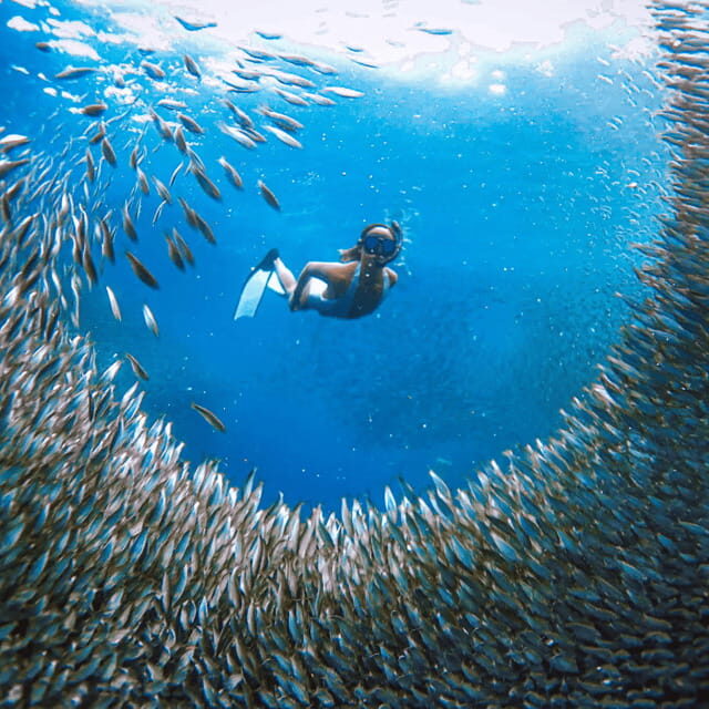 Cebu BEST: Sumilon, Whaleshark and Turtle Snorkeling Tour - An In-Depth Look at the Tour Experience