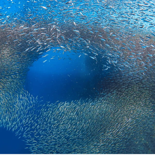 Cebu BEST: Sumilon, Whaleshark and Turtle Snorkeling Tour - Who Should Consider This Tour?