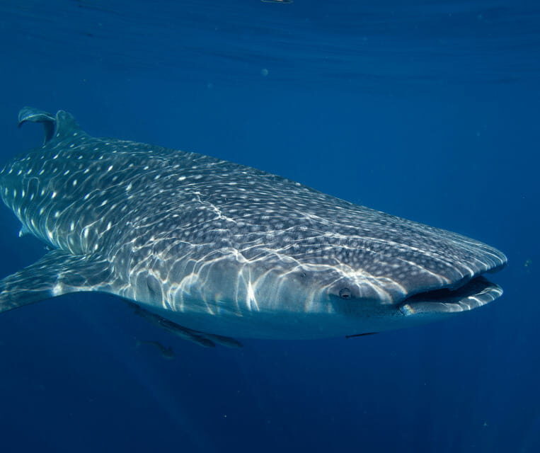 Cebu BEST: Sumilon, Whaleshark and Turtle Snorkeling Tour - Final Thoughts