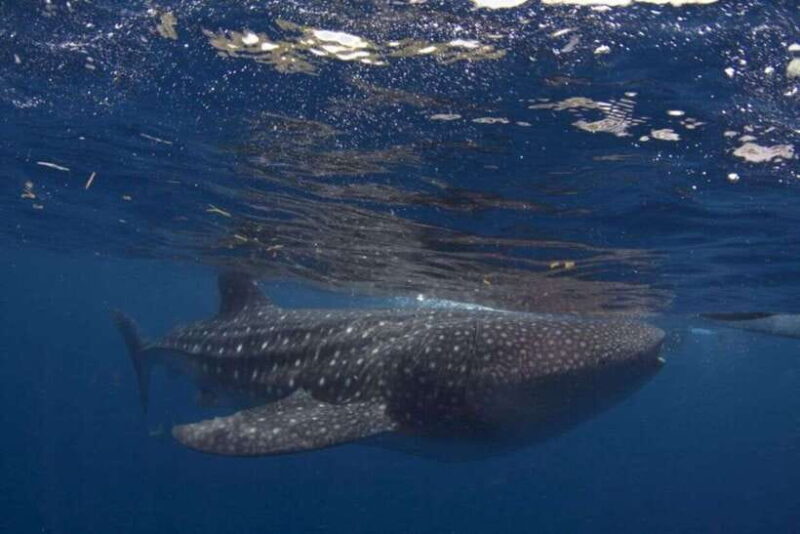 Cebu: Boat Day Trip with Whale Shark Swimming and Lunch - Introduction