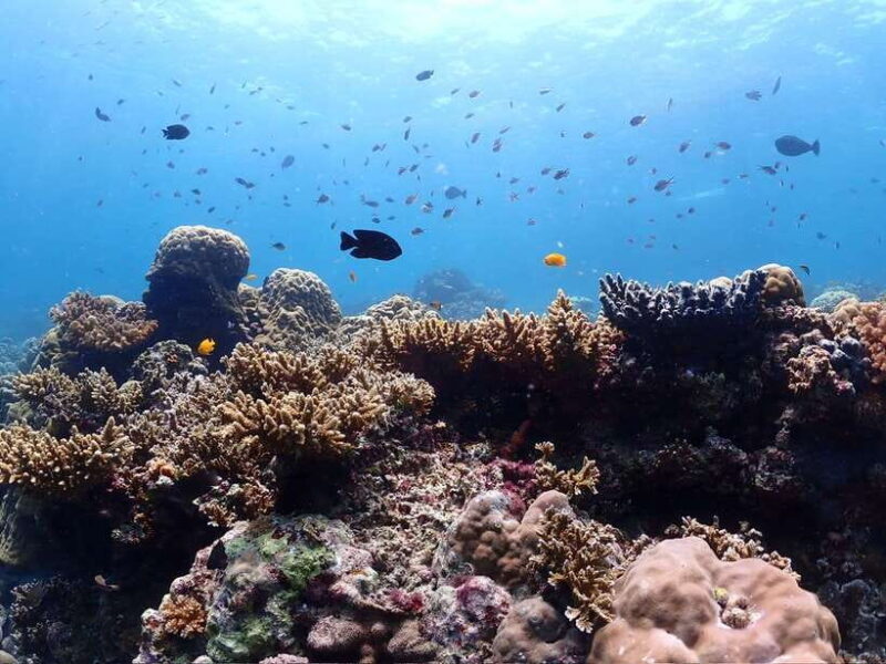 Cebu: boat diving two dive tour in Olango island - Key Points