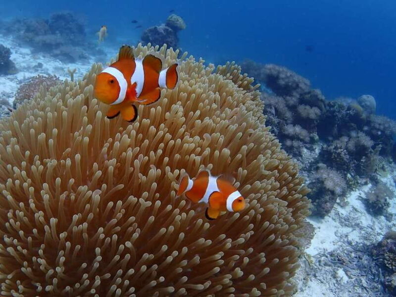 Cebu: boat diving two dive tour in Olango island - An In-Depth Look at the Cebu Olango Island Dive Experience