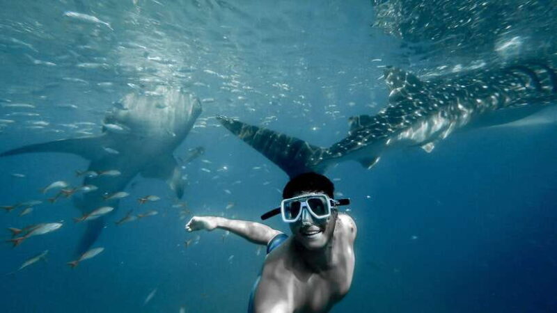 Cebu City: Whale Shark Swimming & Kawasan Falls Canyoneering - An Overview of the Experience