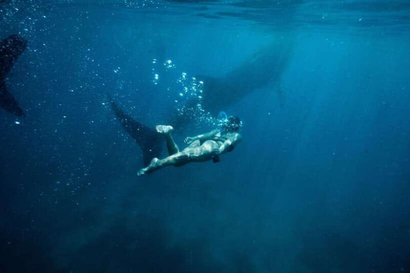 Cebu City: Whale Shark Swimming & Kawasan Falls Canyoneering - What We Love About This Tour