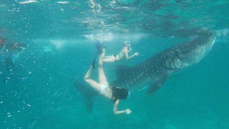 Cebu Group Tour: Whaleshark Watching & Kawasan Canyoneering - Frequently Asked Questions