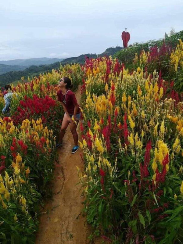 Cebu Highlands: Half-Day Escape with Optional Lunch - The Experience of Real Travelers