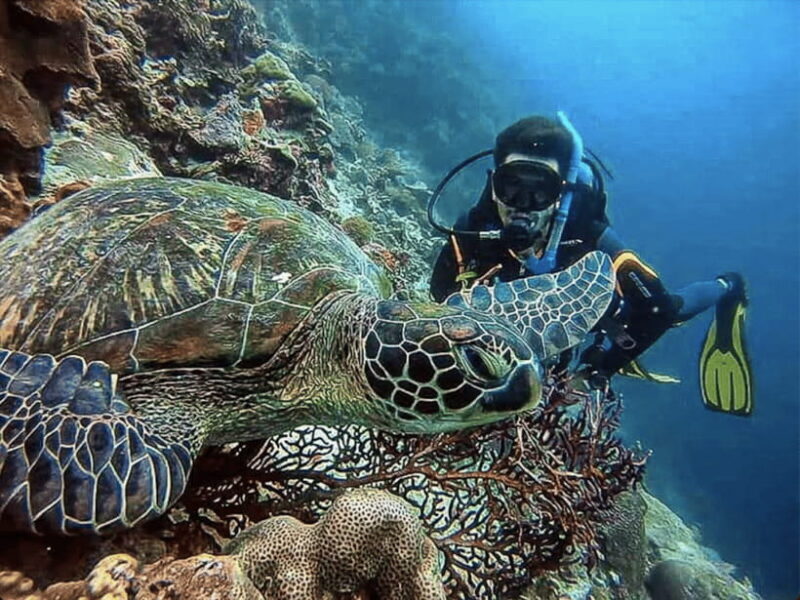 CEBU: How to get two for one price (scuba certification) - Who Should Consider This Tour?