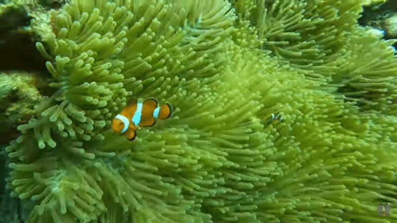 Cebu: Island Hopping Pescador,Sardine Run andTurtle Paradise - Final Thoughts