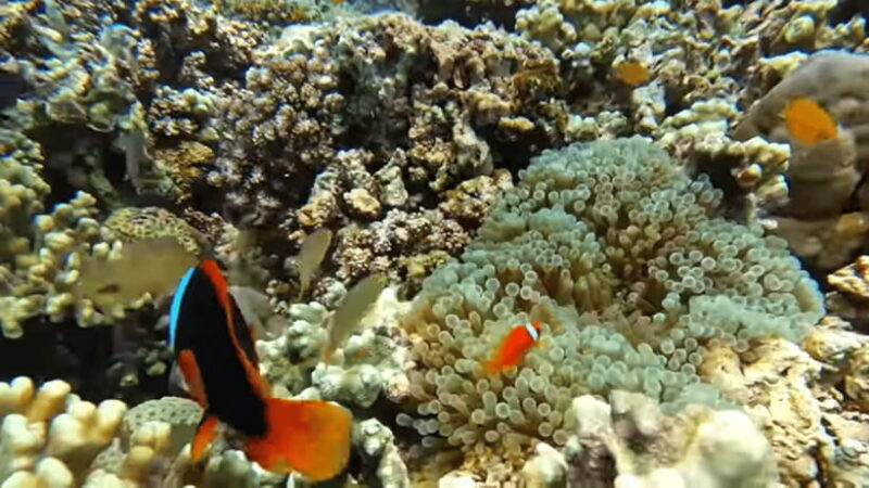 Cebu: Island Hopping Pescador,Sardine Run andTurtle Paradise - Frequently Asked Questions
