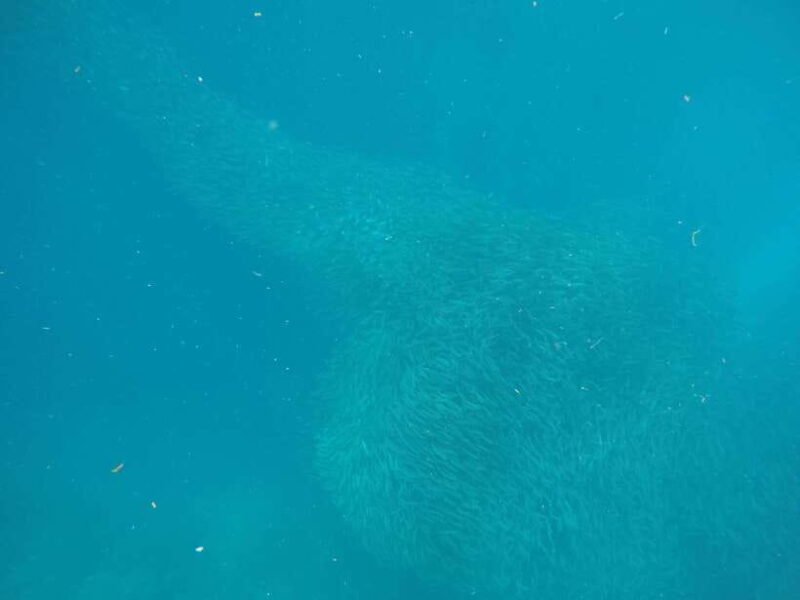 Cebu: Kawasan Canyoneering & Sardines Run and Turtle Chase - Key Points