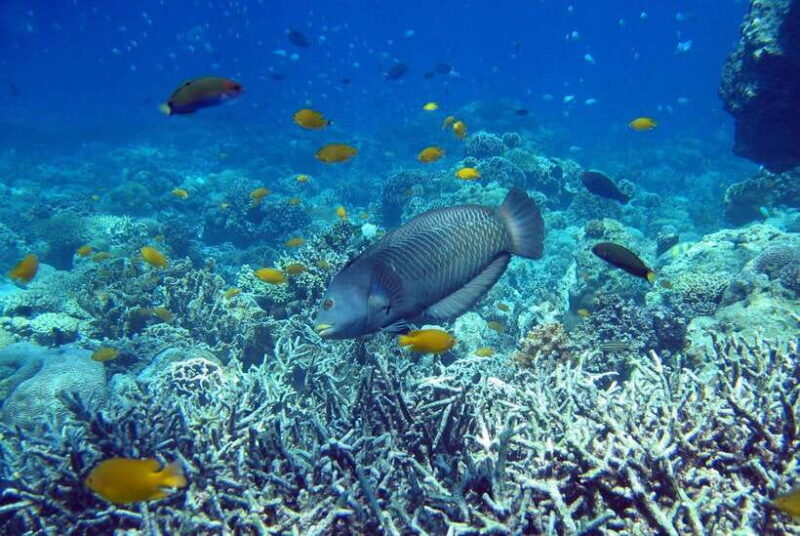 Cebu Mactan Island Hopping + Picnic Lunch (Private Tour) - Key Points
