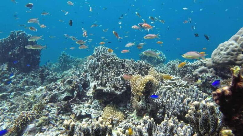 Cebu: Mactan Island Hopping Tour with Snorkeling - What You Can Expect: The Real Experience